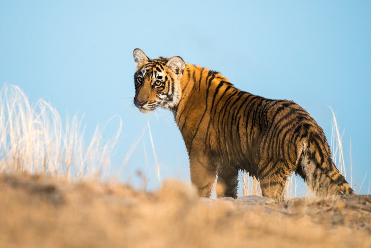 Тигр в степи