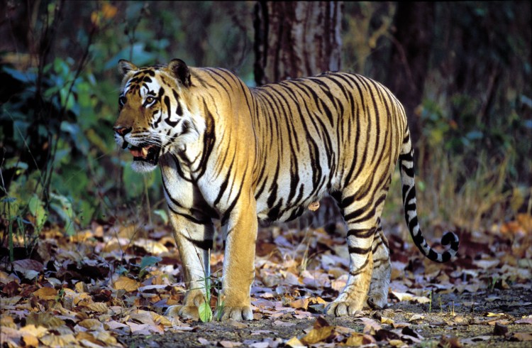 Тайгер тигр