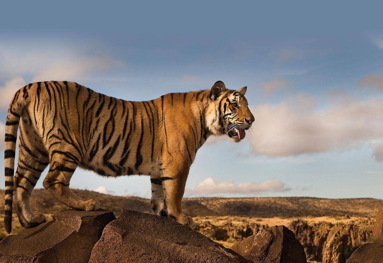 Тигр Африканский тигр