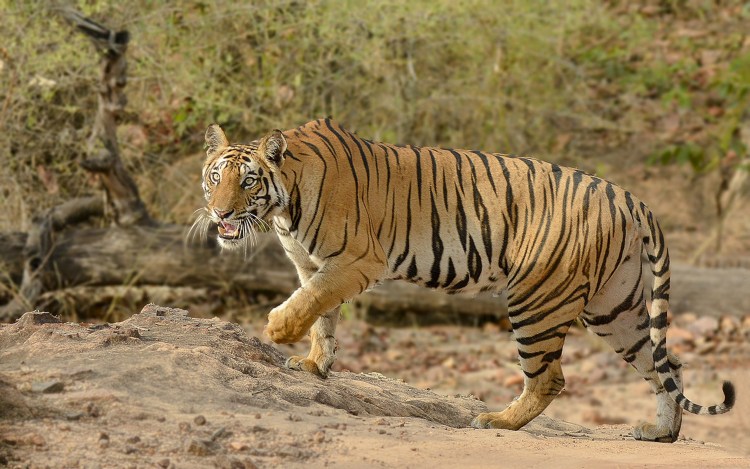 Животные саванны тигр