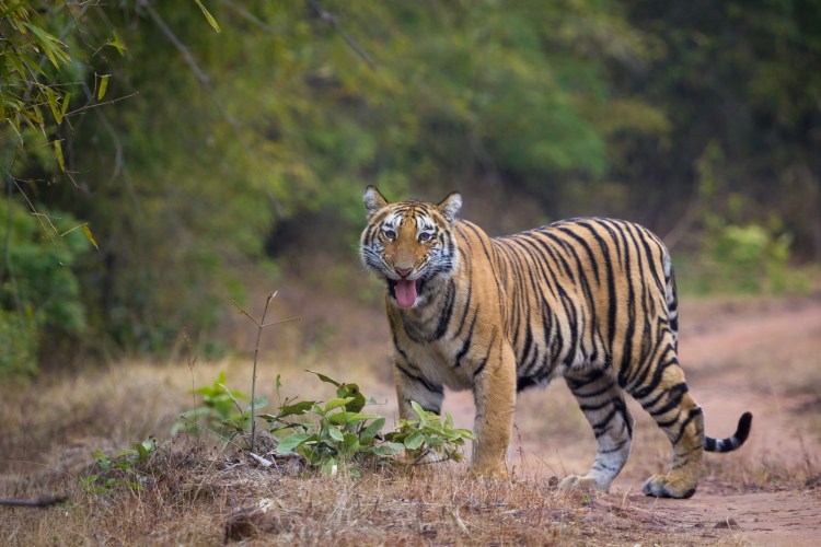 Тигриный каньон Южная Африка