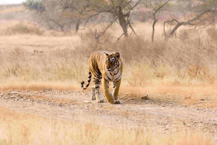 Тигр в Африке