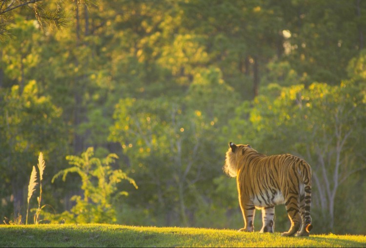 Тигр со спины
