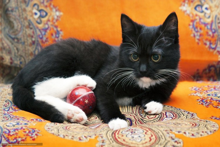 Чёрный кот с белой грудкой