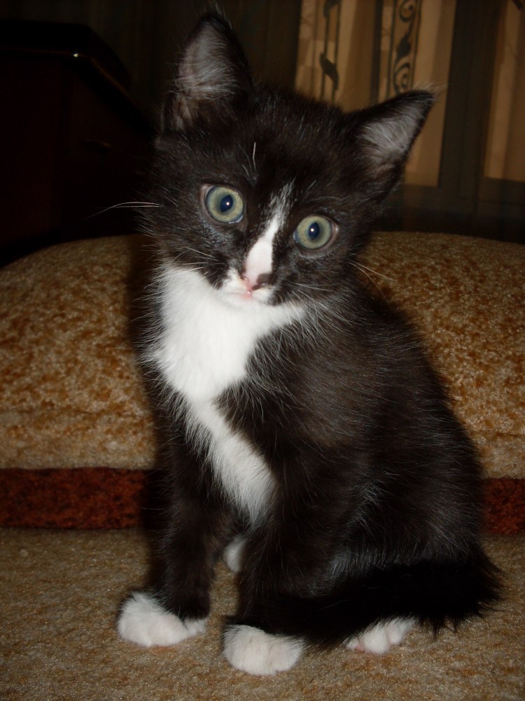 Черный котенок с белым галстуком