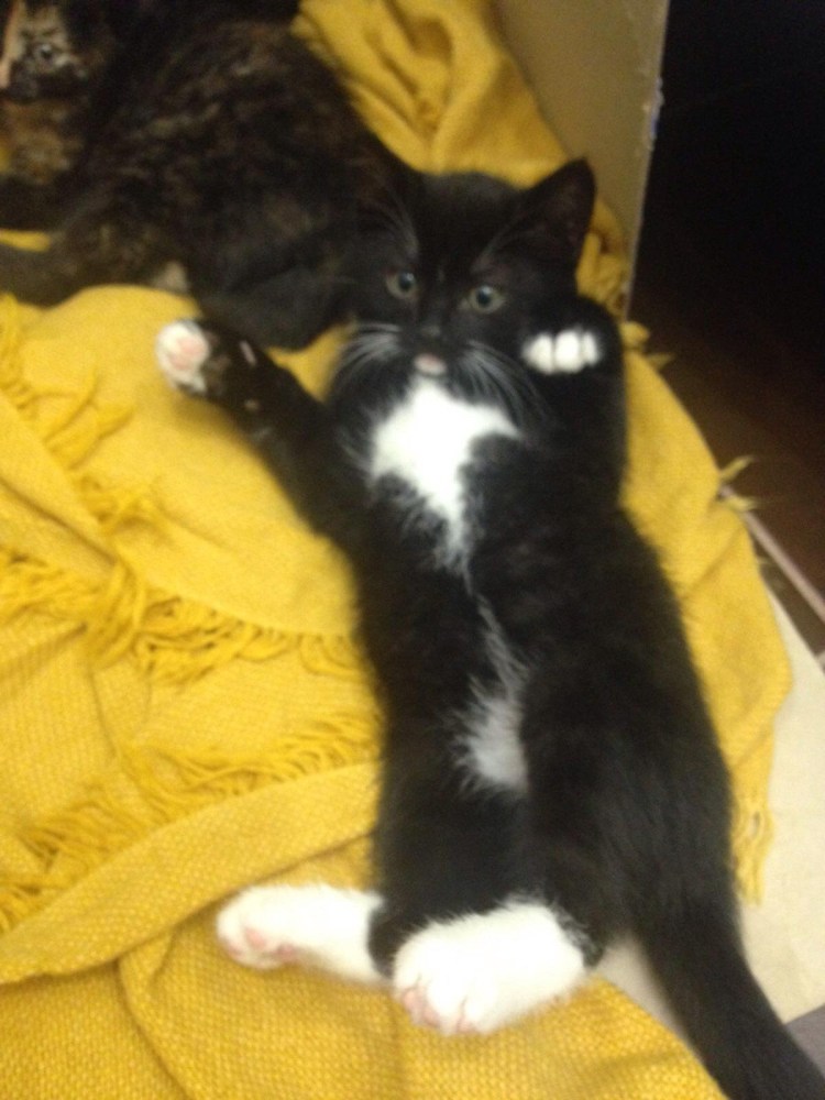 Черный и белый котенок