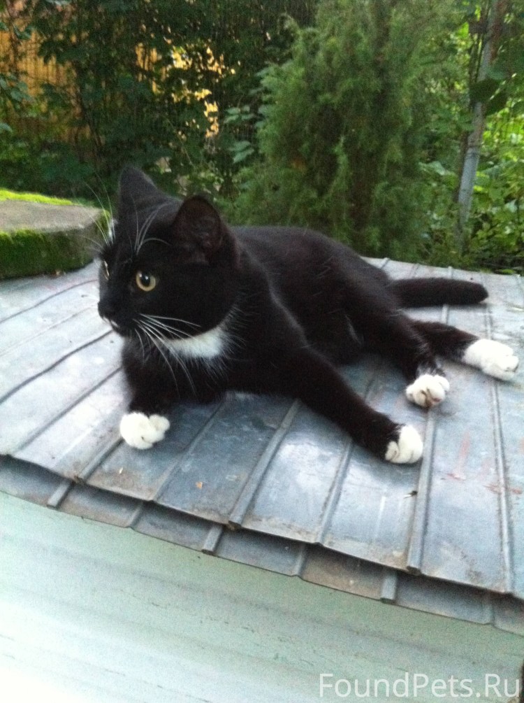 Кот с белыми лапками