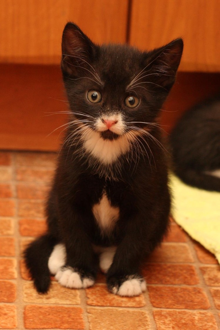 Чёрный кот с белой грудкой