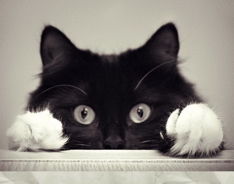 Черный котик с белыми лапками