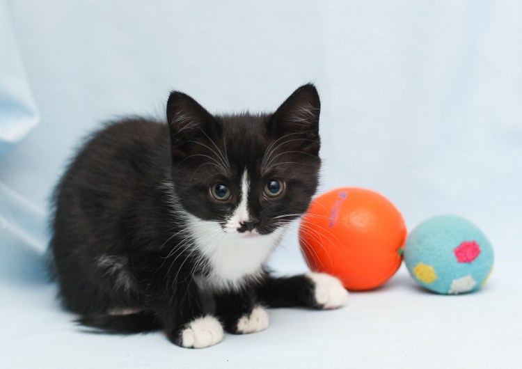 Котенок черно-белый