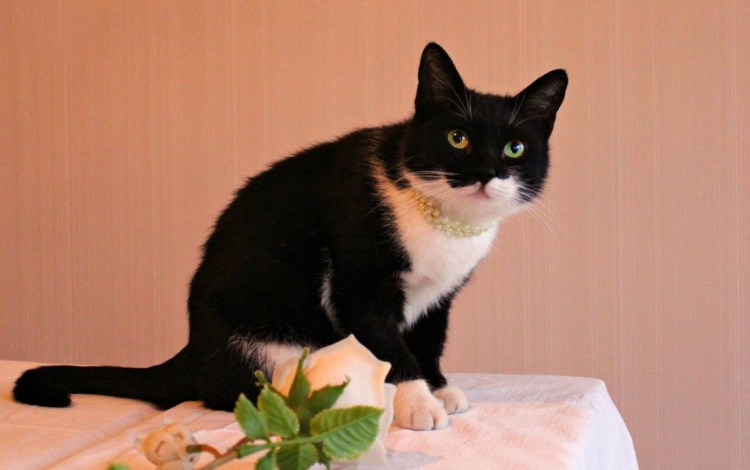 Черный котенок с белой грудкой