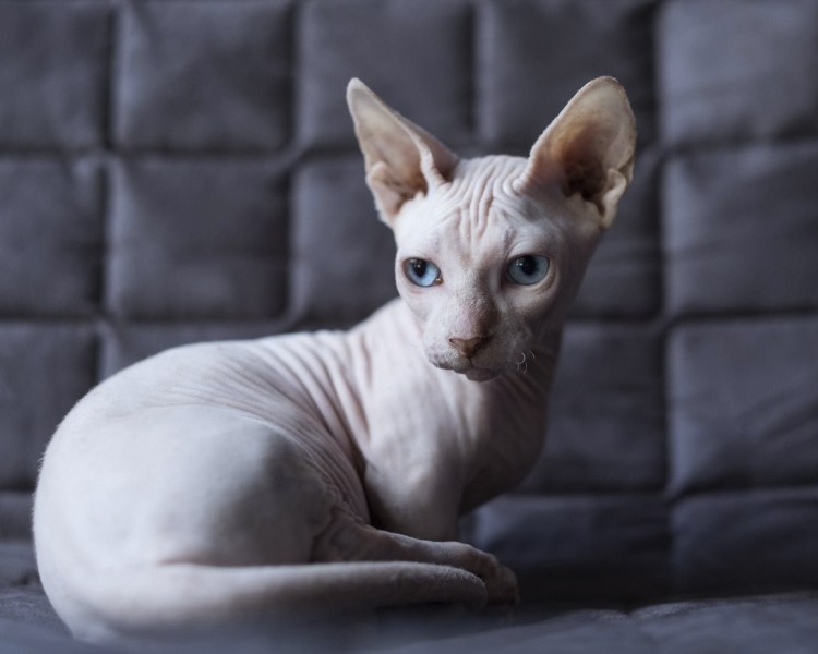 Кот Селкирк рекс