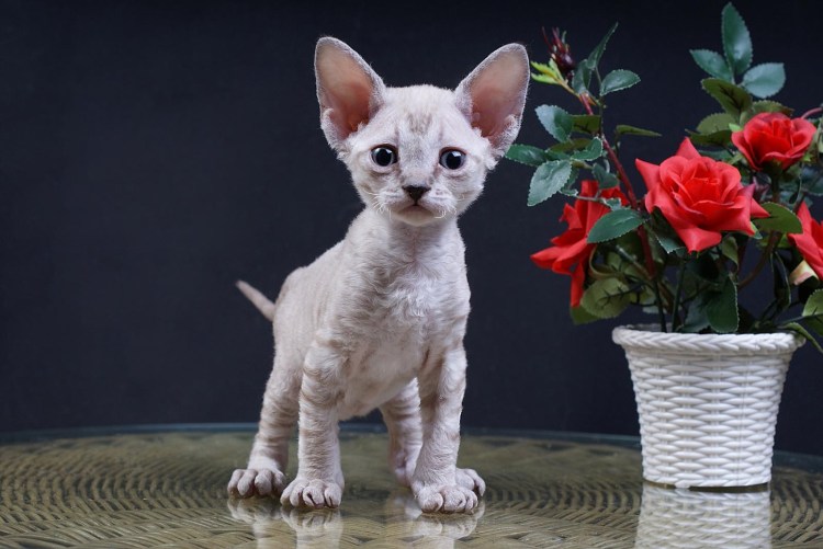 Кот Уральский рекс