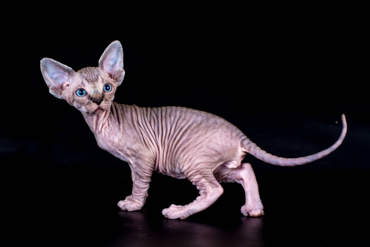 Девон рекс на белом фоне