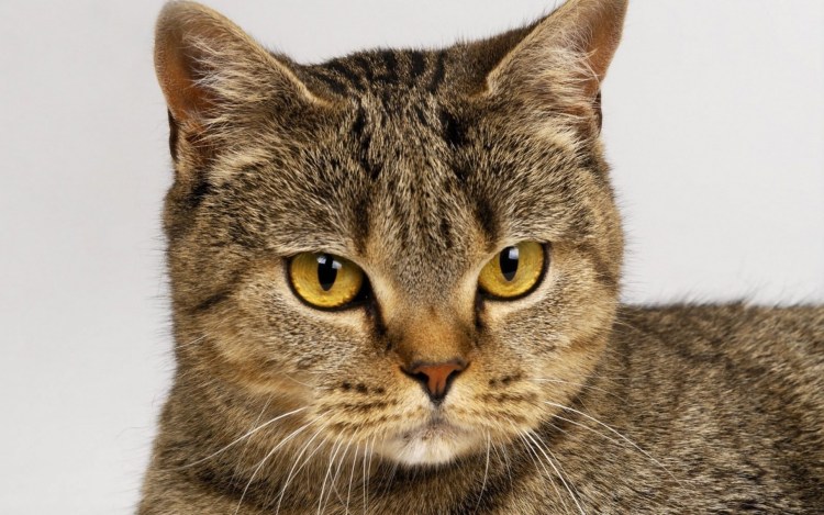 Барханный кот подозревака