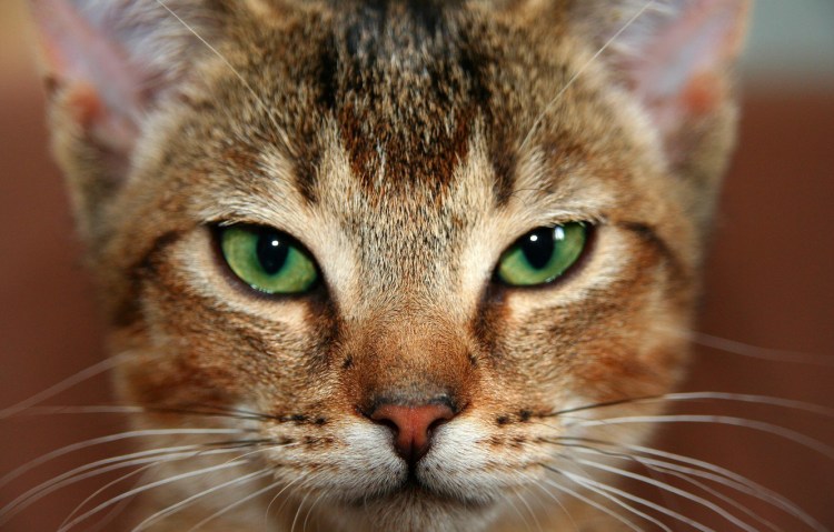 Кот Стива Бушеми