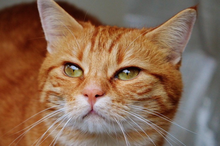 Матерый рыжий кот