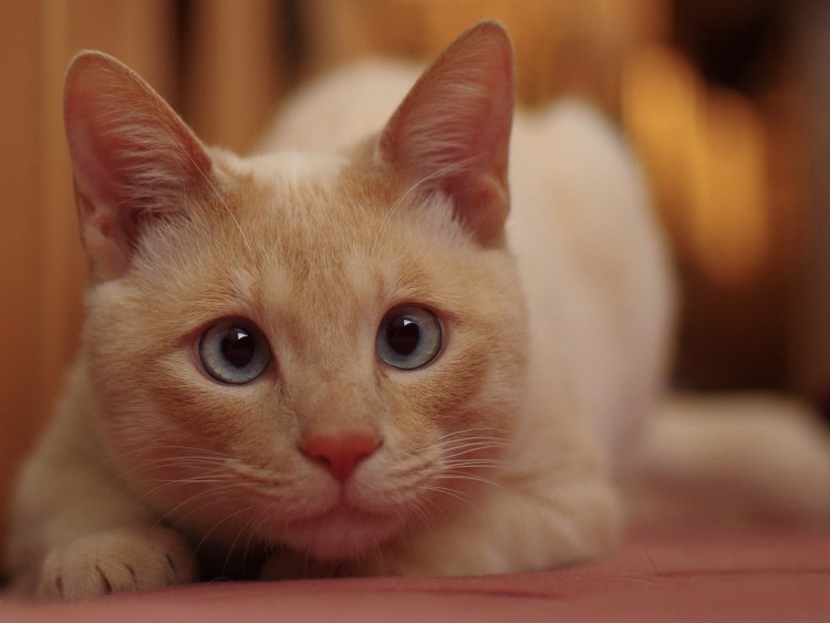 Ориентальная кошка грузин