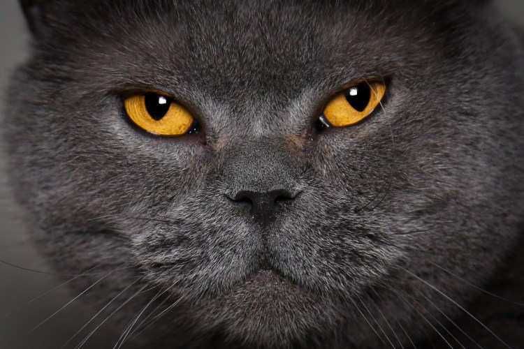 Корат котята