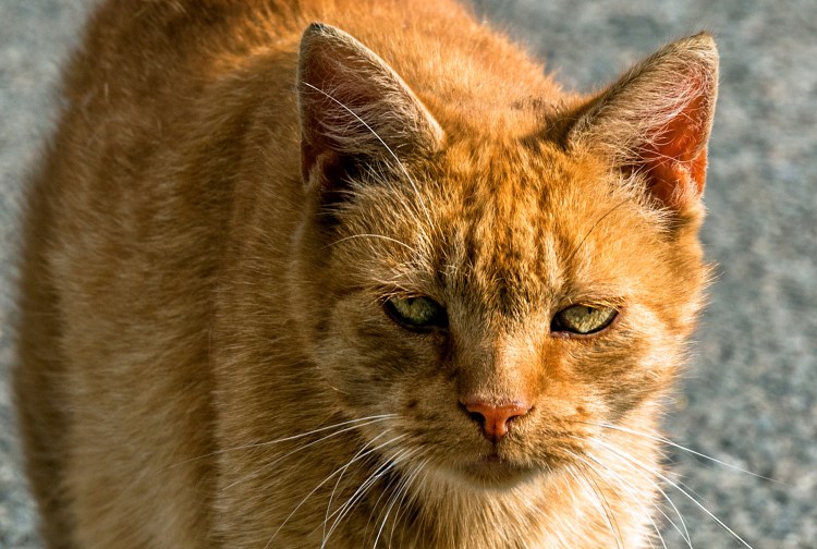 Порода кошек Ориентал