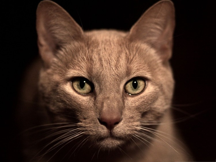 Кот Луи Англия