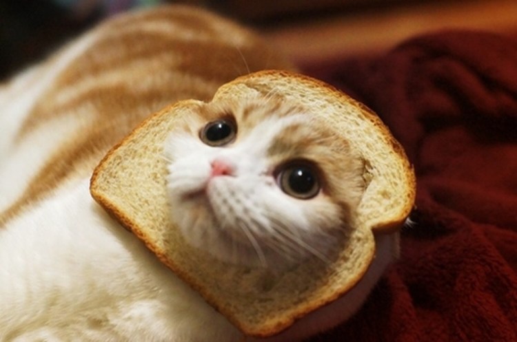 Кот ест уху