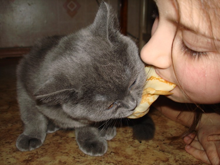 Кот ест пирожок