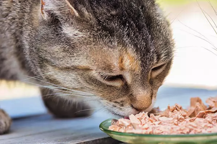 Кошка ест чипсы