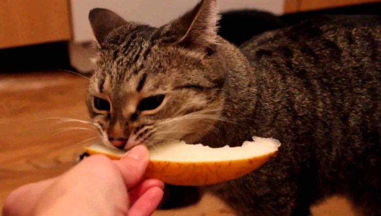 Кошка ест пюре