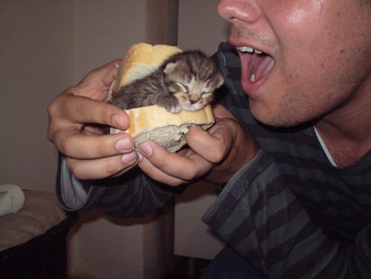 Кот бутерброд