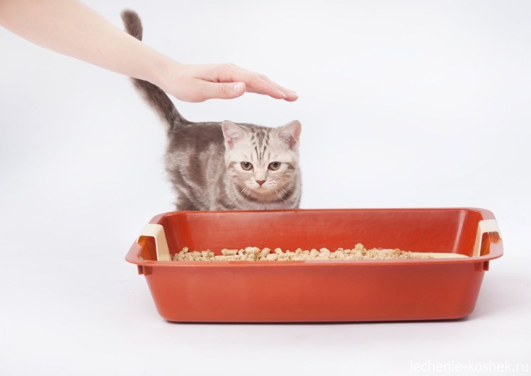 Лоток для котят