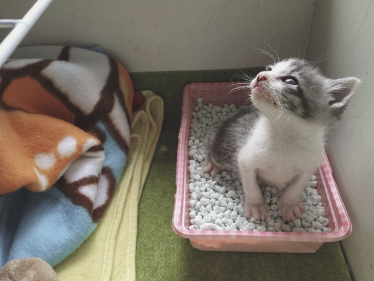 Приучить кота к лотку