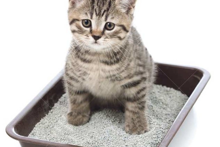 Лоток для кошек в квартире