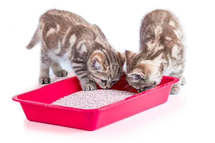 Лоток для котят