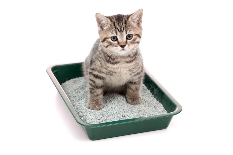 Лоток для кота