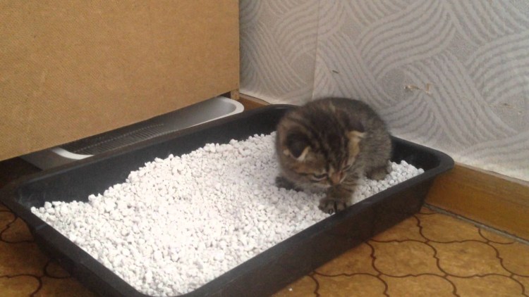 Лоток для котят