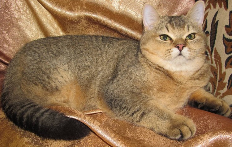 Шотландская вислоухая кошка тикированный золотой
