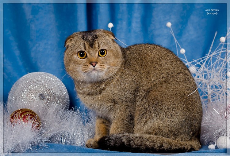 Шотландская тикированная шиншилла