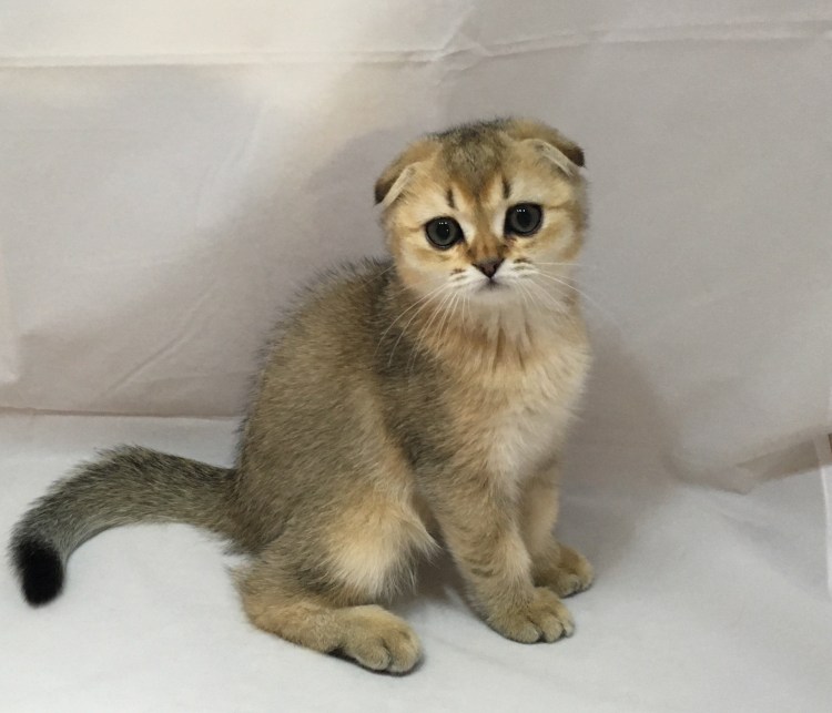 Британская Золотая шиншилла