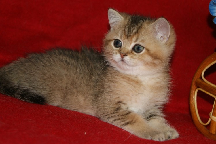 Британская Золотая шиншилла Манчкин