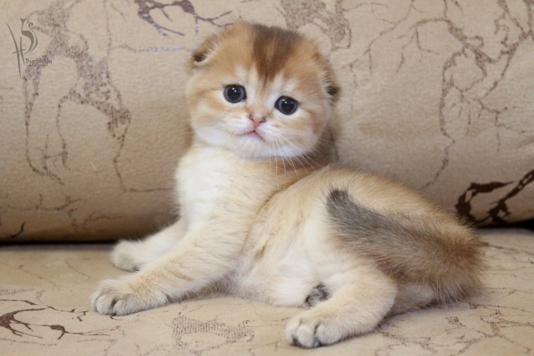 Скоттиш фолд тикированный