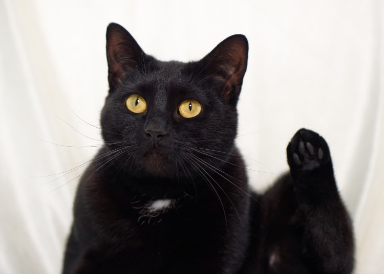 Черно белый кот