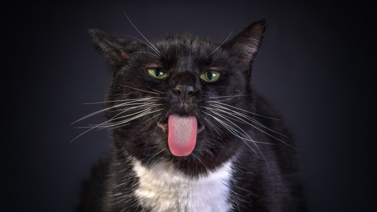 Черные лапки у кошки