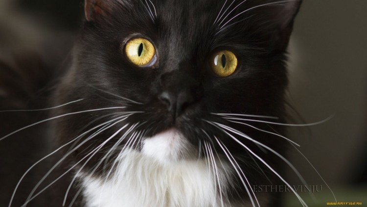 Сибирская длинношерстная кошка черная