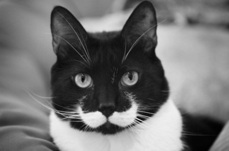 Котенок черно-белый