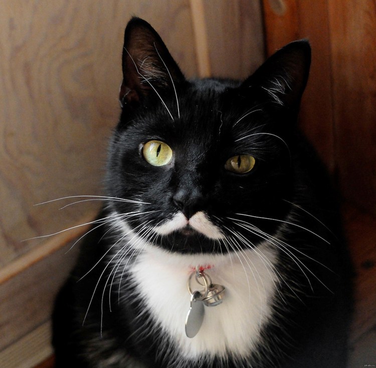 Котик черно белый