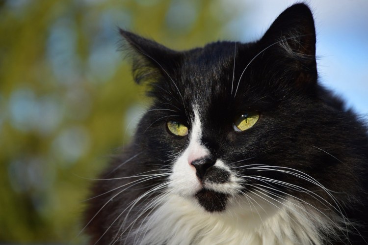 Черный котенок с белыми усами