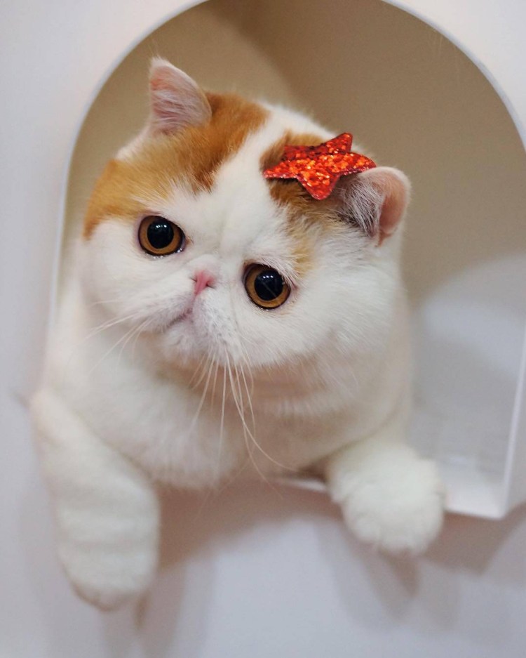 Экзот кошка