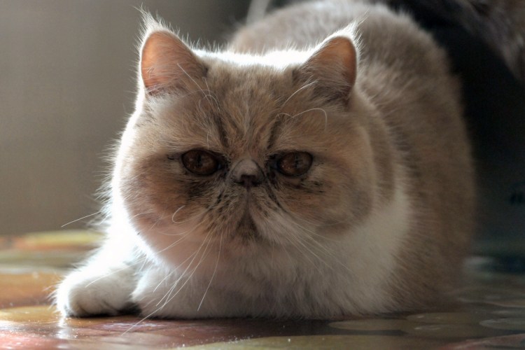 Японская кошка экзот