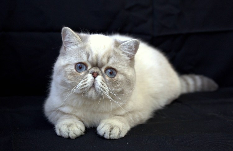 Вислоухий экзот Манчкин